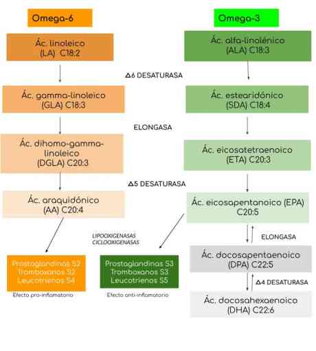 Guía Sobre Ácidos Grasos Omega 3 Dha Epa Y Dpa Beneficios Y Mitos Neurat 3927