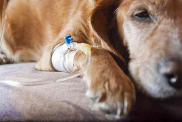 Tratamiento Y Detecci N De Tumor Cerebral En Perros De Avanzada Edad Neurat